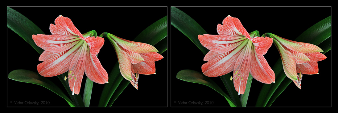 Hippeastrum_21_stereo_small_