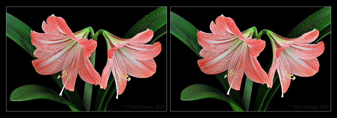 Hippeastrum_31_stereo_small_