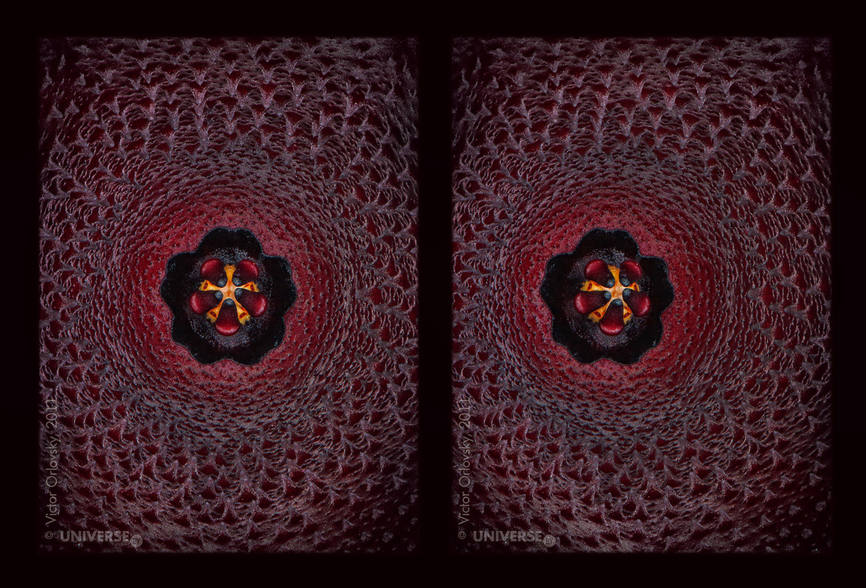 Huernia_keniensis_stereo