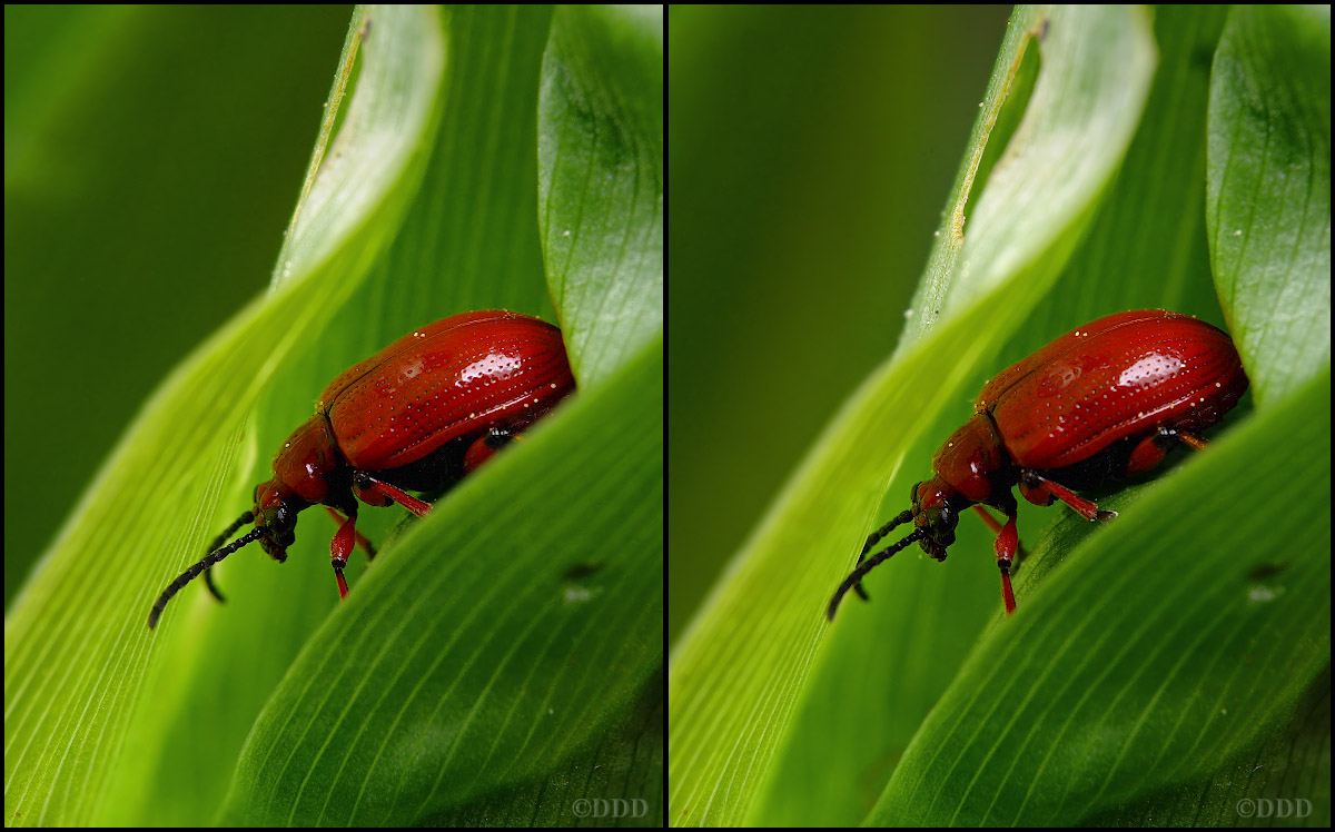 Lilioceris_merdigera01_S