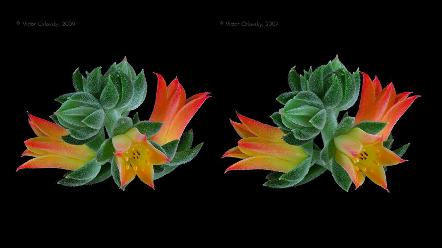 Pachyphytum_10_stereo_small_