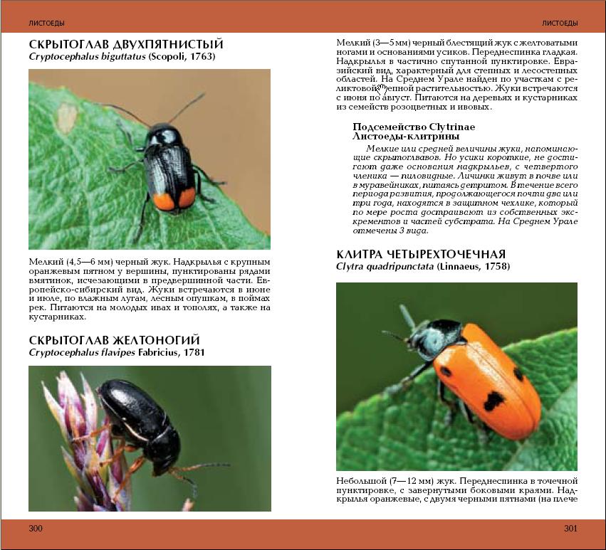 bugs-1