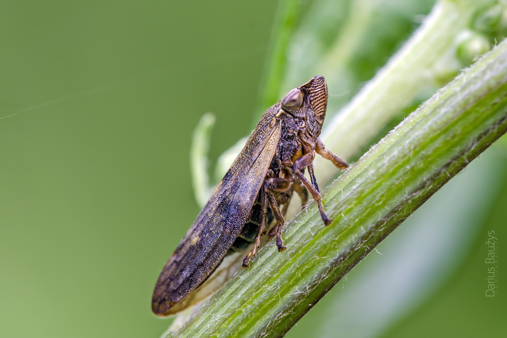 16081777918_60cab692dc_o