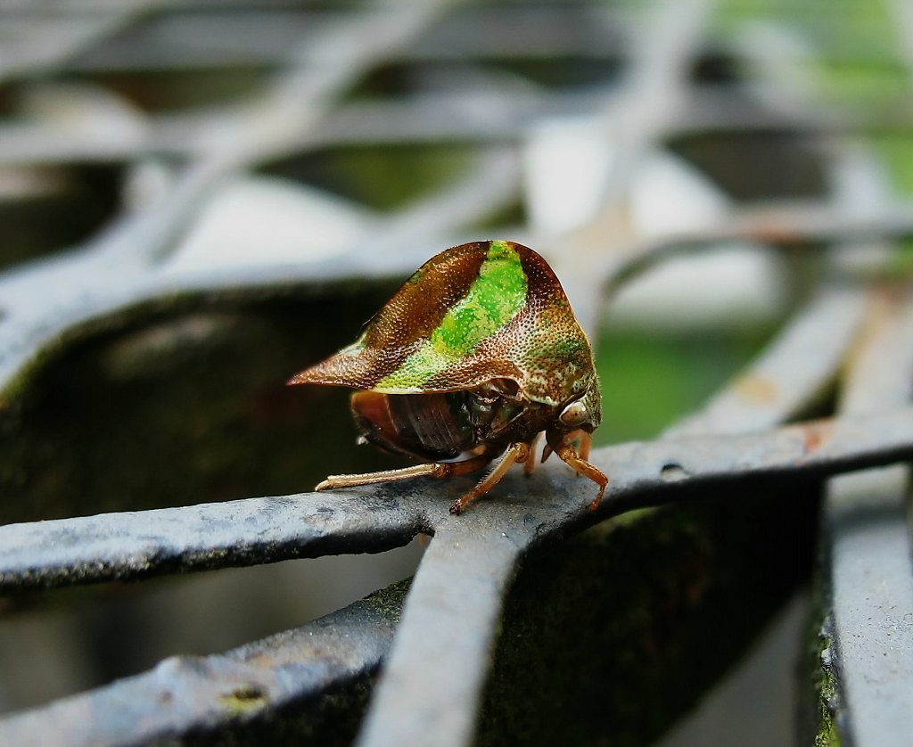 2010-05-11_16-01-13_dubl