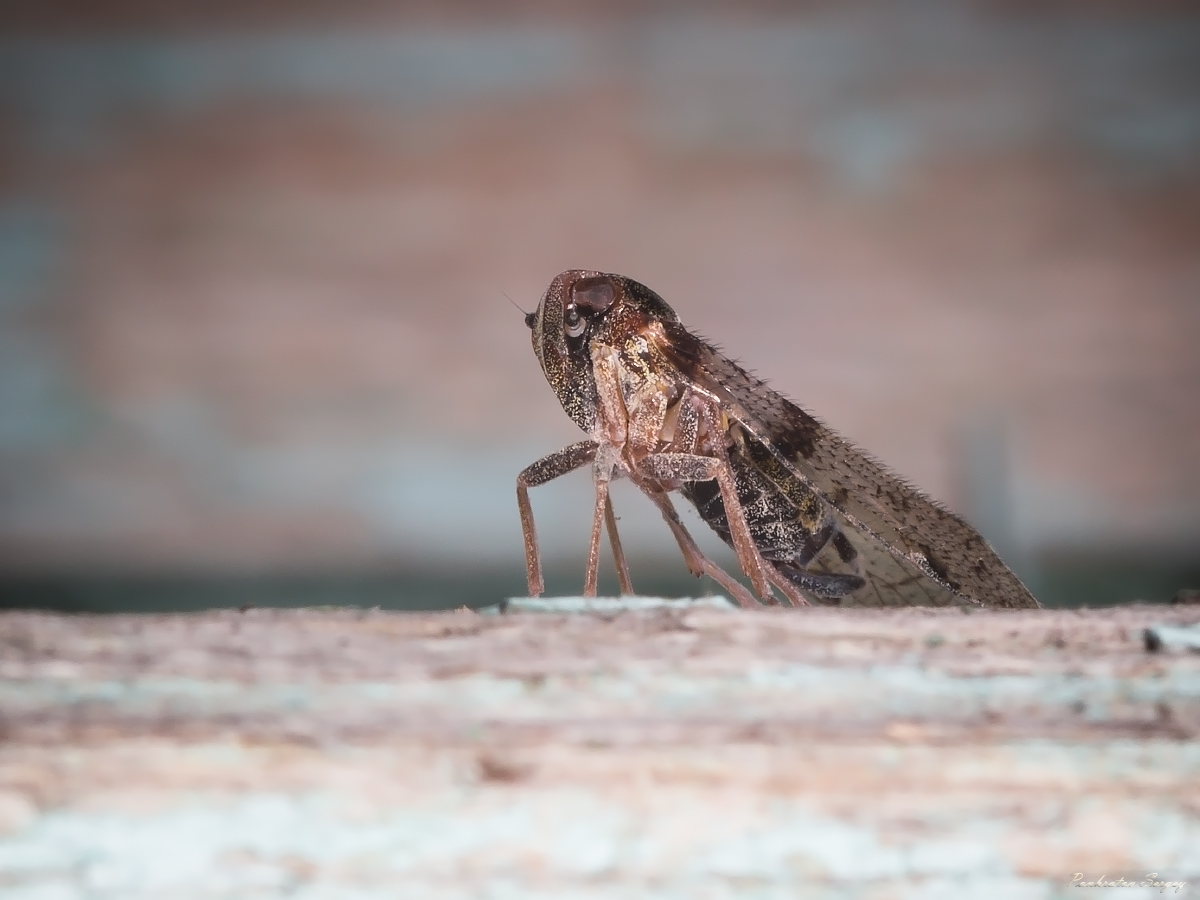 IMG_6466ps_sRGB_small_