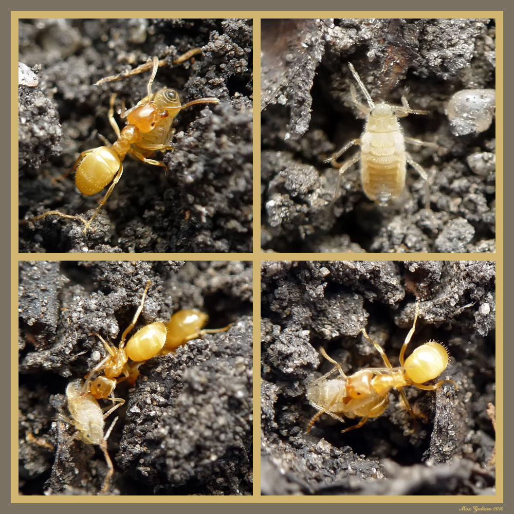 Lasius_flavus_F_