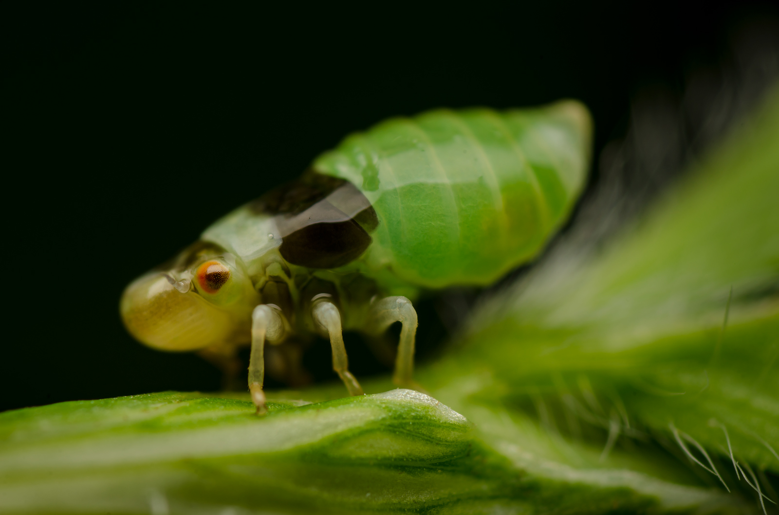 SGP_8989-begemotukas-1600-EF