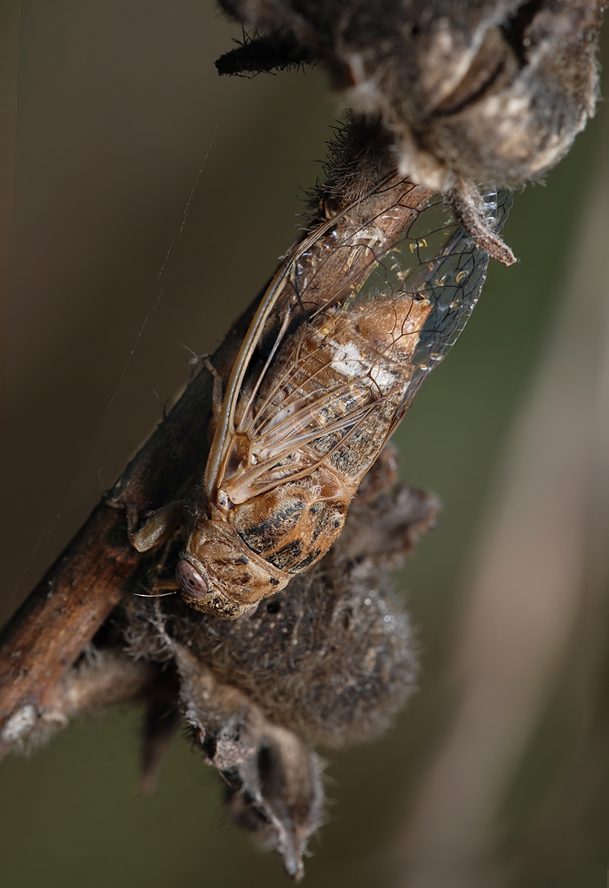 ZIKADA-_Diagonal-ZIPPORY_WW