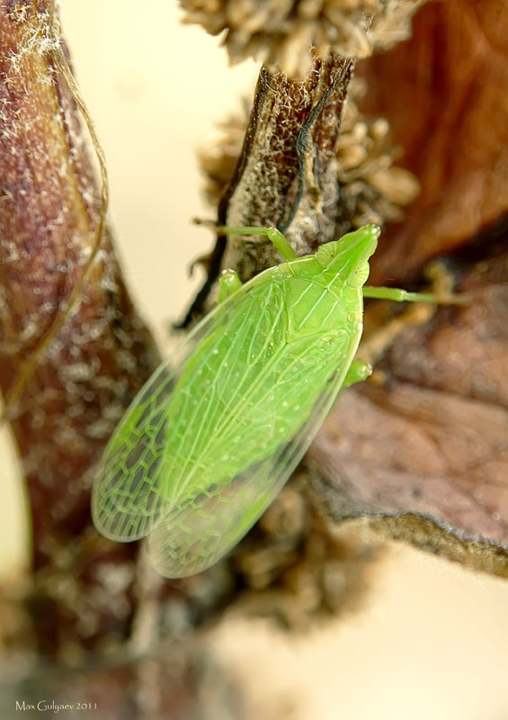 dictyophara_europaea1