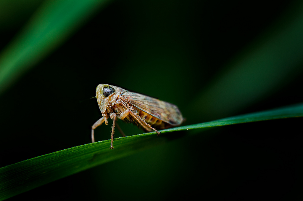 leaf_hopper_1024