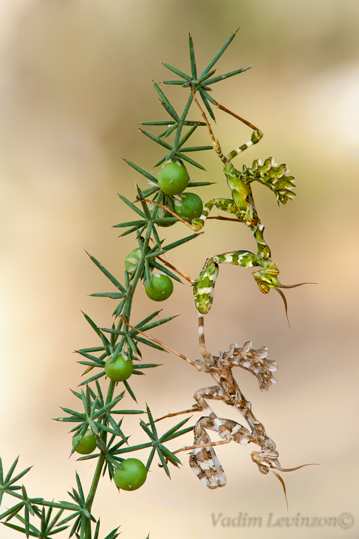 2017-11-08-15_01_32_ZS_retouched-2-4