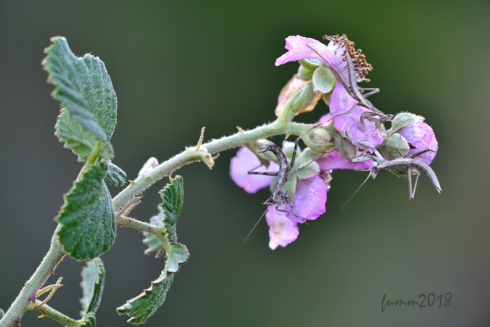 2018-02-02_22-05-21_FMW