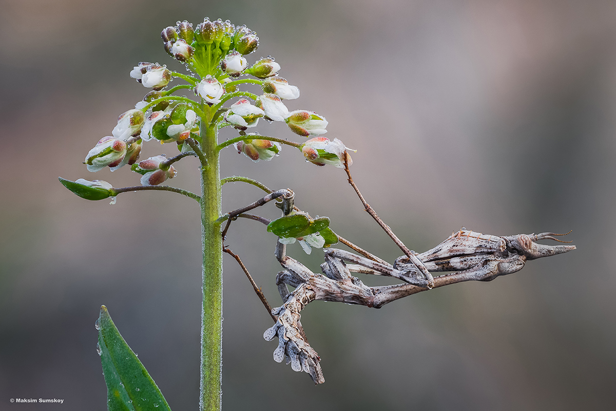 2019-04-06-11-40-18-_B_Radius3_Smoothing7_