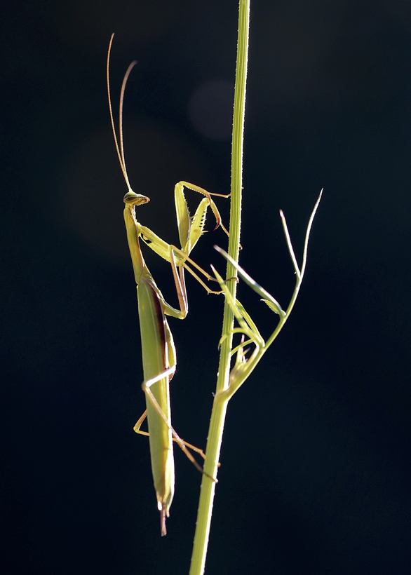 BU7A5585_3_28August2016_Alexander_Zelenko