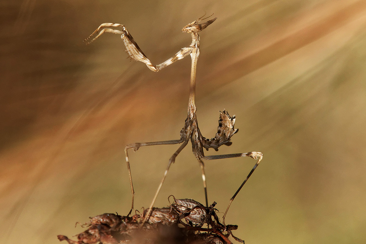 Bogomol_20150902-01-1200