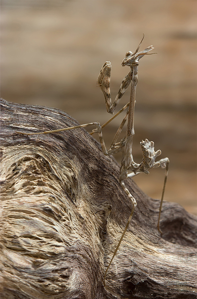 Empusa-pennicornis_-nymph