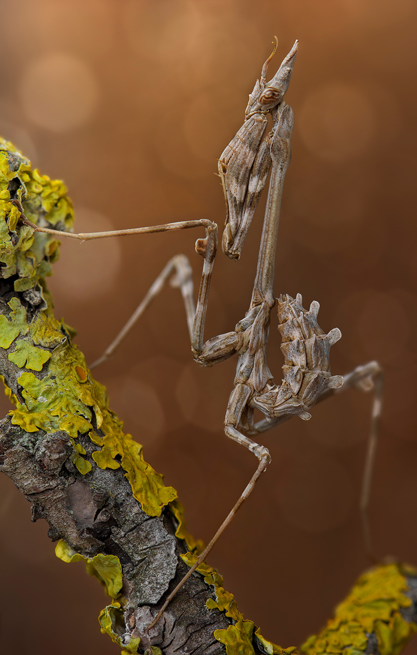 Empusa-pennicornis_-nymph2