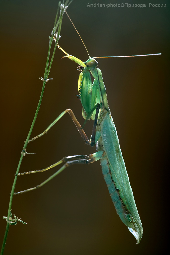 FV_Macro0009