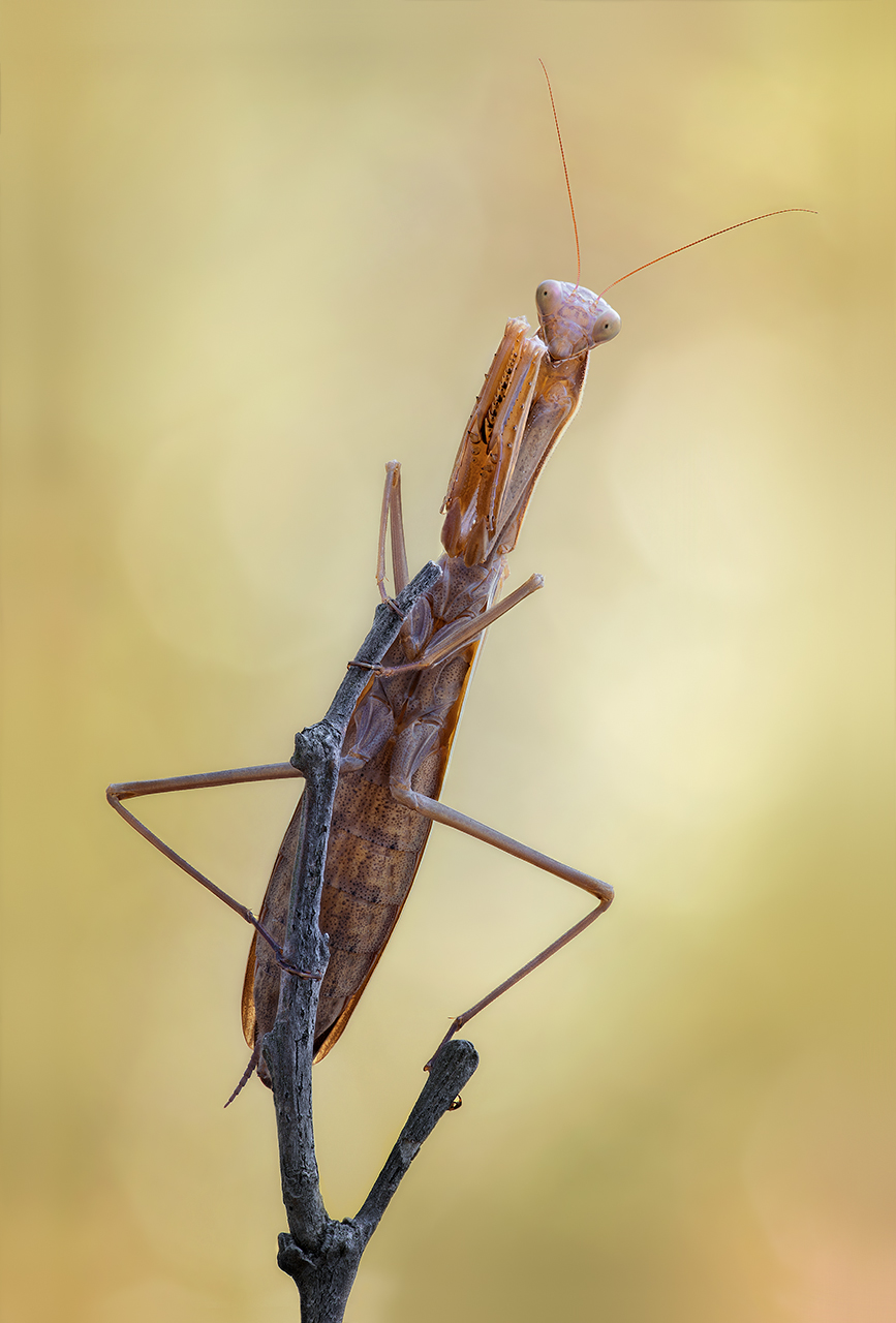 Mantis-religiosa
