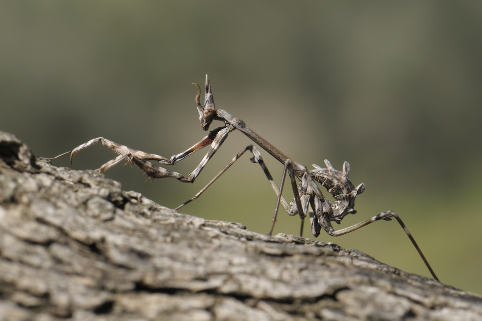 Zakliuchitelnyi-akkord