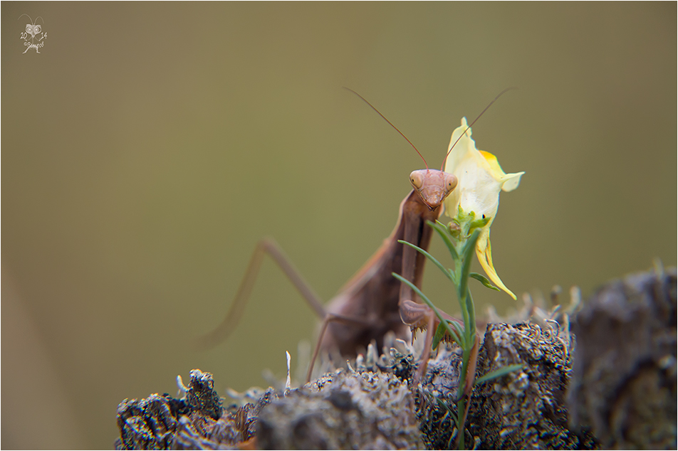 a_ty_opyatj_ne_prishla-res