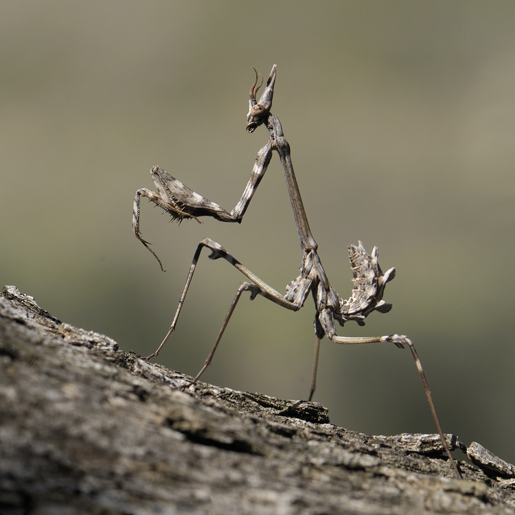 ja-toroplius_-izvini