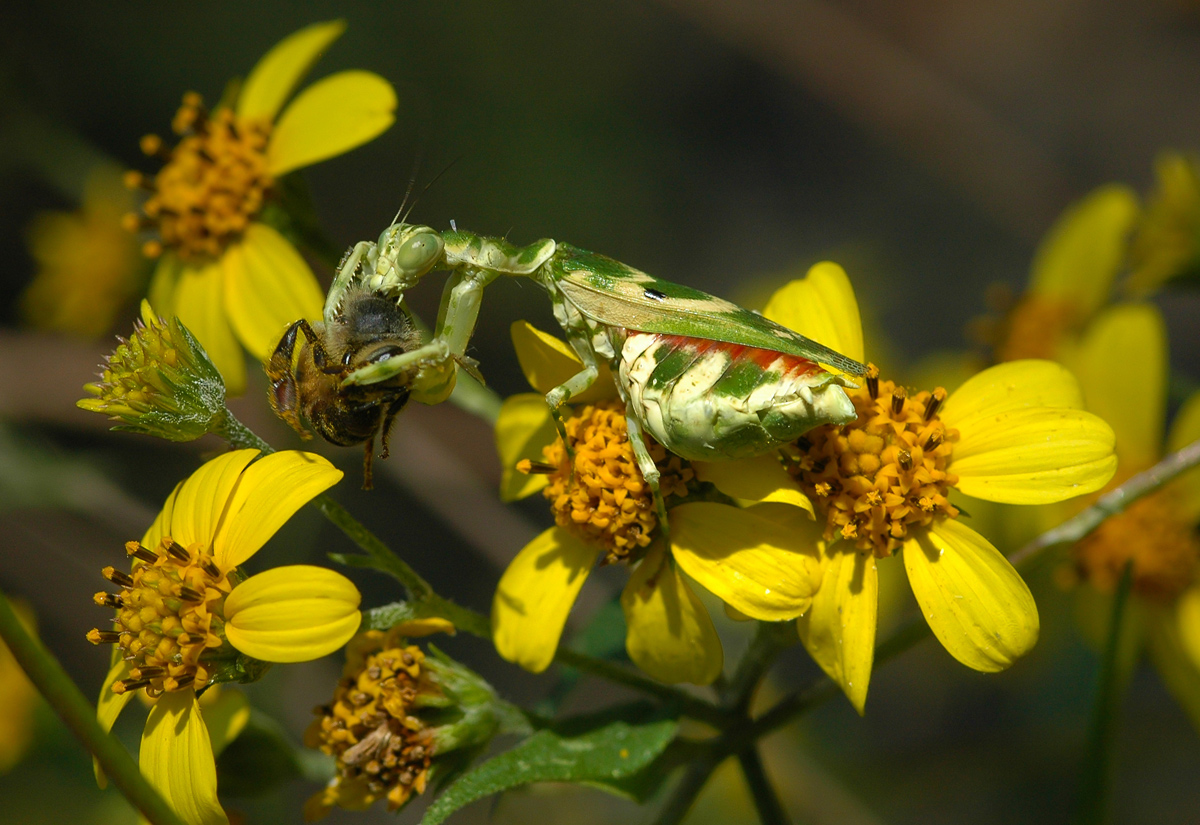 mantis-LC-1-nov-2007_0071_red