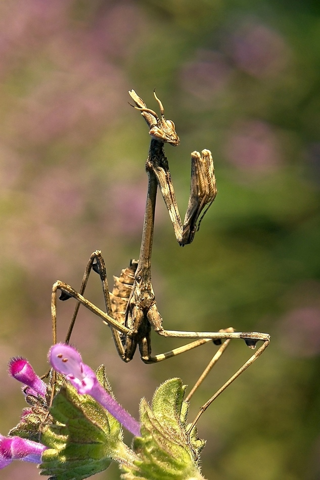 peygamber_devesi-2_260