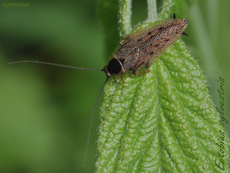 Ectobius-sylvestris2