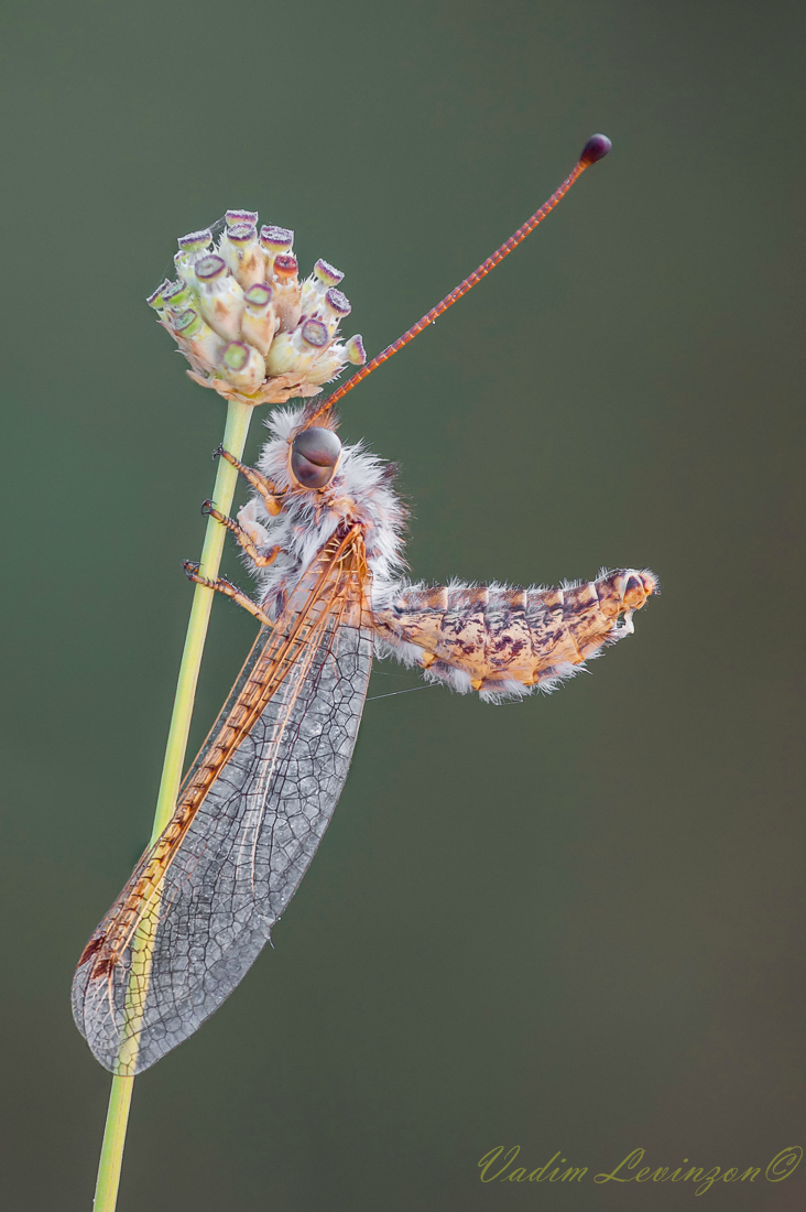 2017-06-05-01_22_49_ZS_ret-2