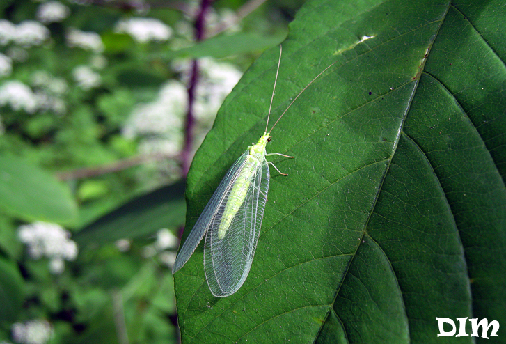 Chrysopa_-_