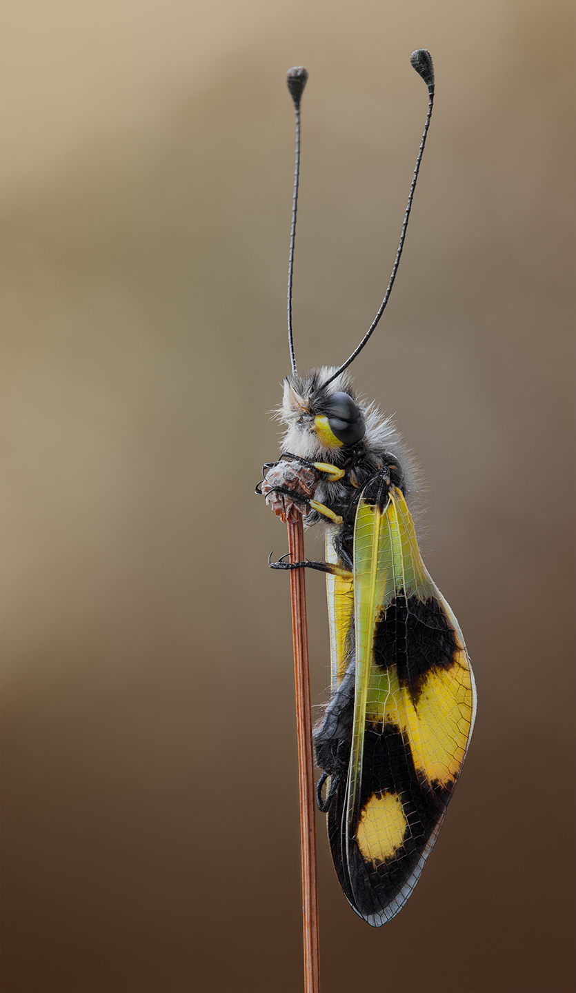 Libelloides-macaronius