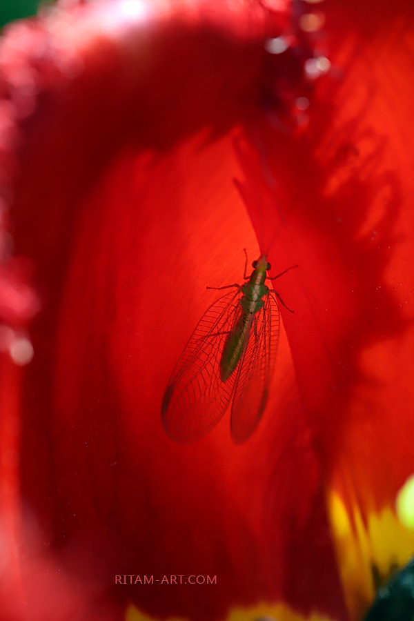 Queen-of-Red_Ritam-W