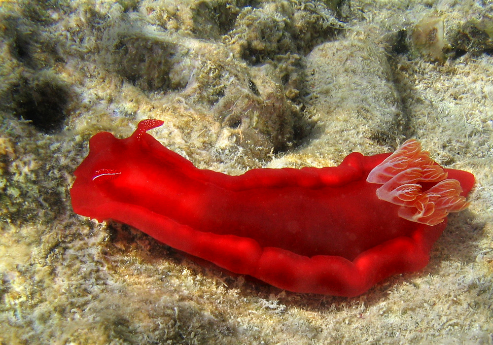 2008_05_17_7117_Hexabranchus_sanguineus