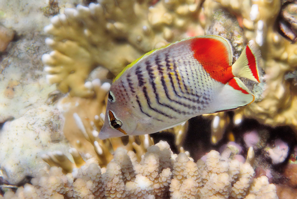 2009_10_04_0956_Chaetodon_paucifasciatus