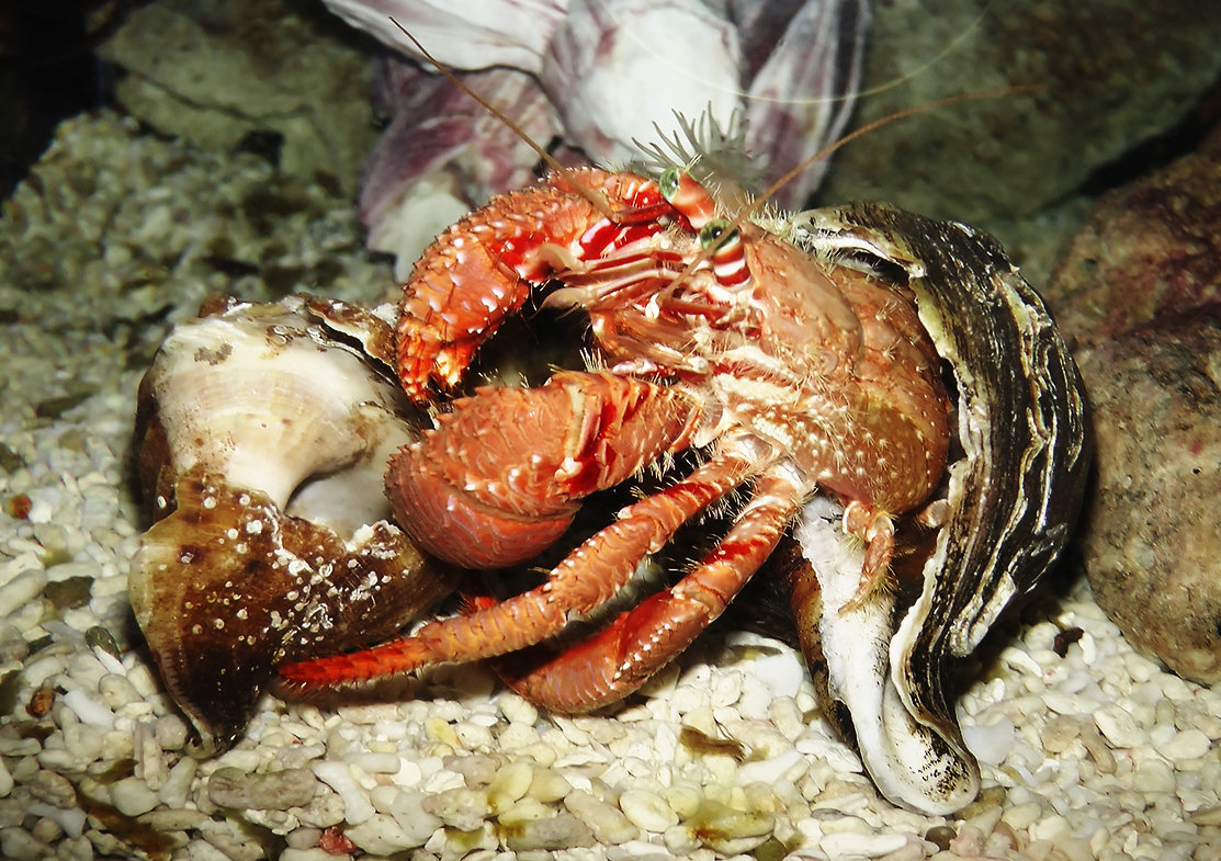 Hermit_crab
