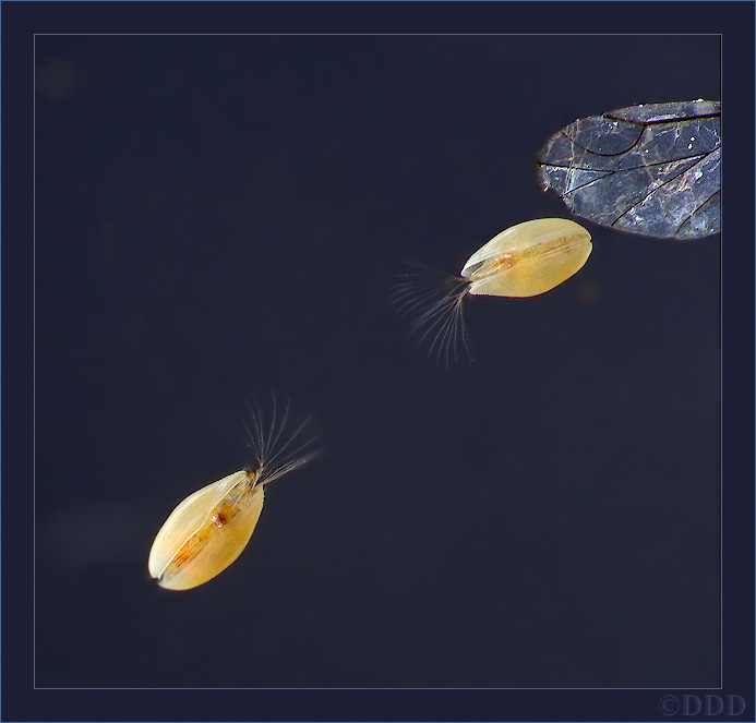 Ostracoda01