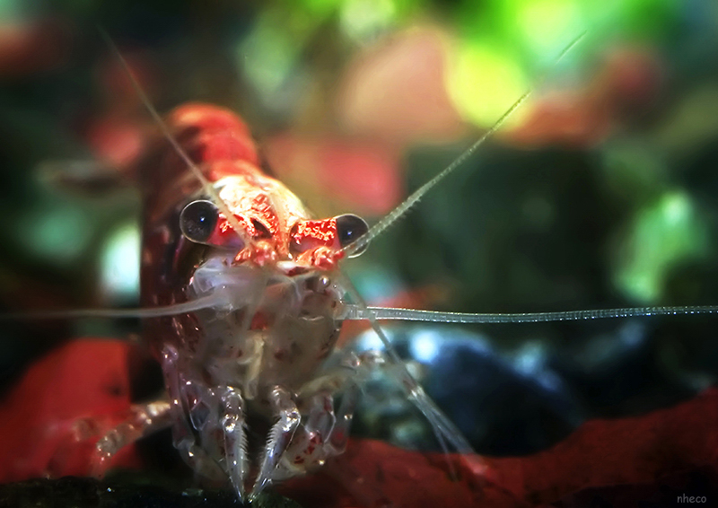 Shrimp_3096_web