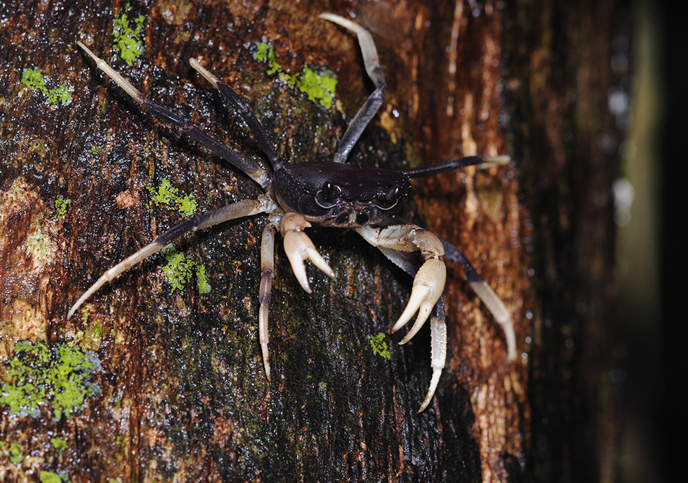 tree-crab