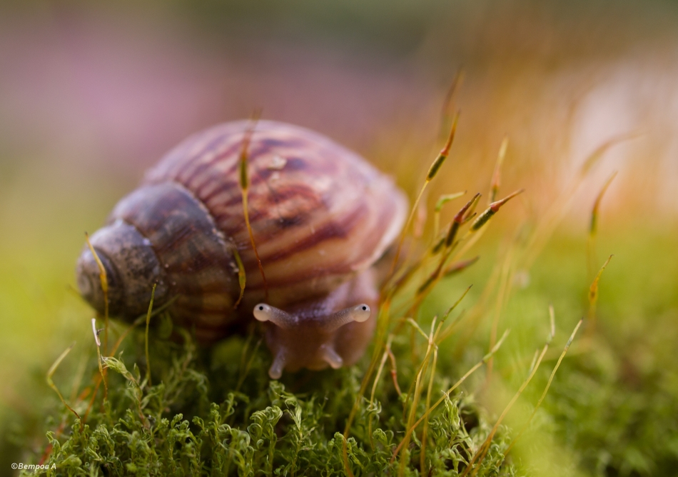 pristalnyj_vzglyad-res