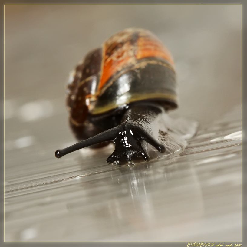 snail1