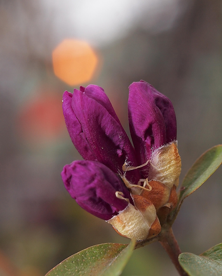 0278_Rhododendron