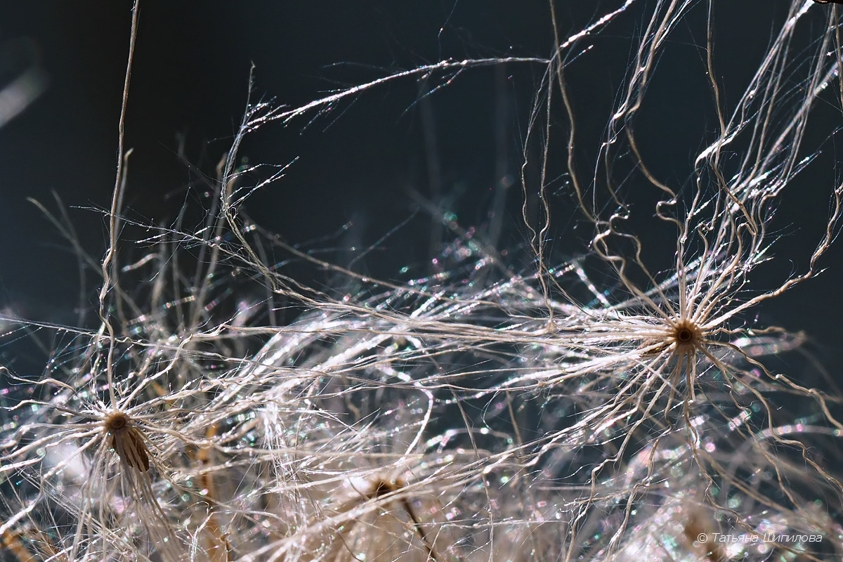 2017-08-09_09-13-18_9_