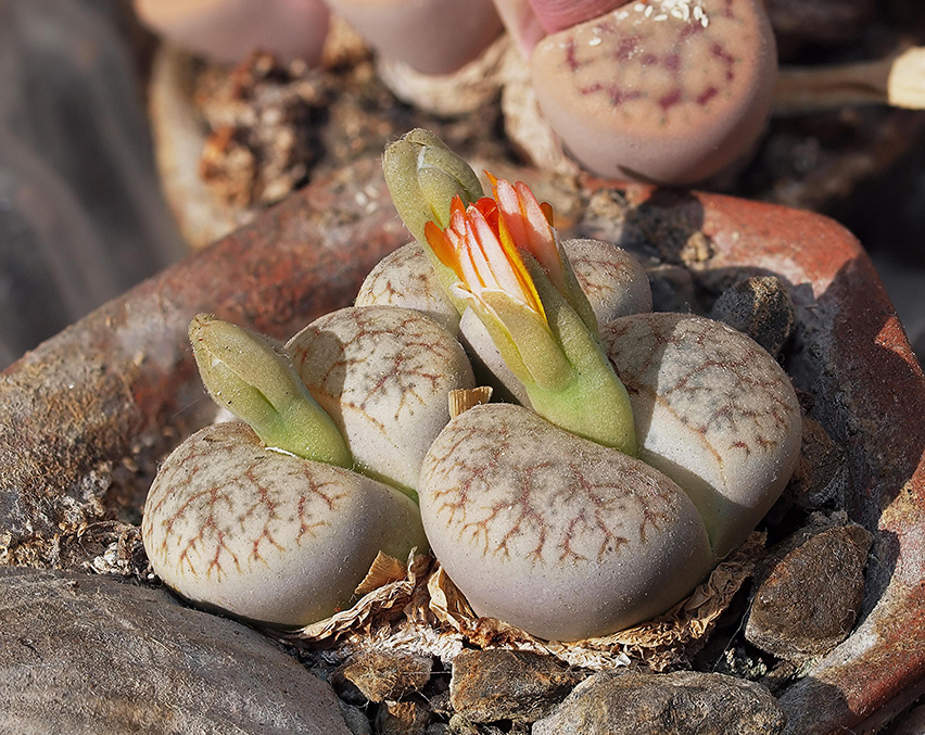 A74_Lithops_Verneri_s32ZM