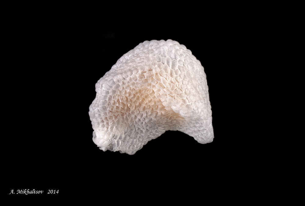 Anacampseros_Sunrise_1000pcs