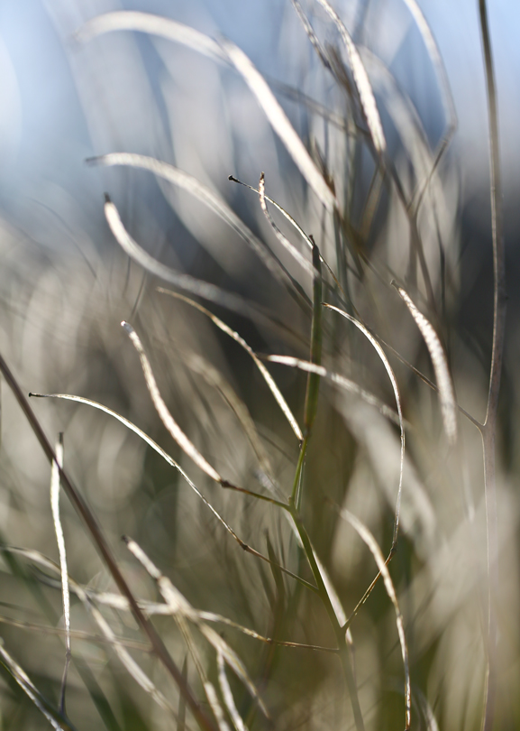 BU7A2960_3_10Dezember2015_Alexander_Zelenko