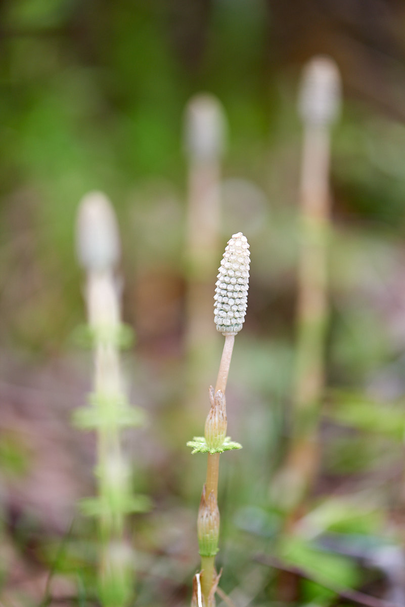 DSC5240_macro