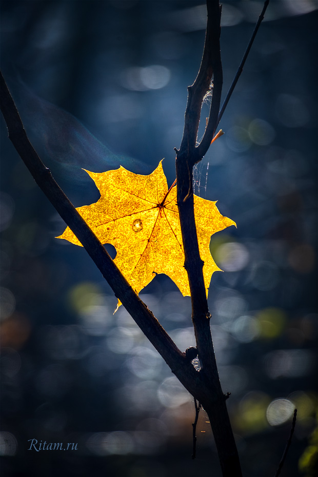 Fleeting_Gold_of_Autumn_-_Ritam_W