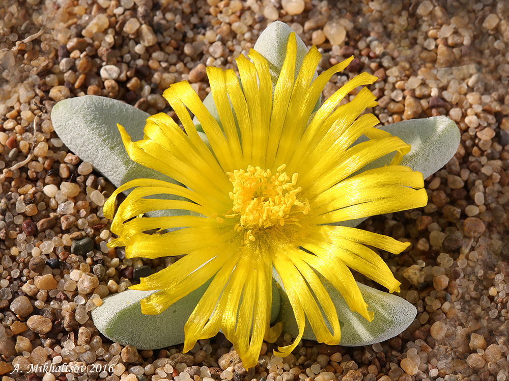 Glottiphyllum_oligocarpum