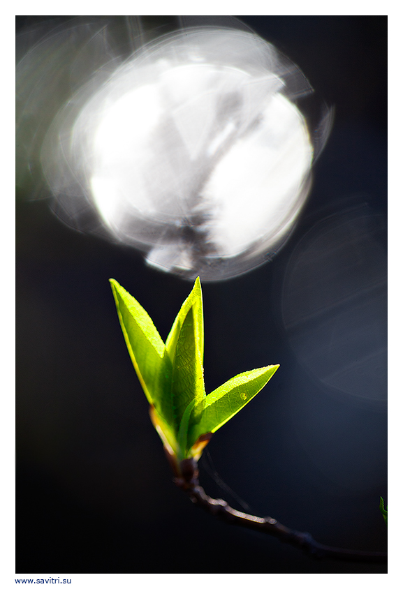 Novaya_jizn_-_poezia_Vesny